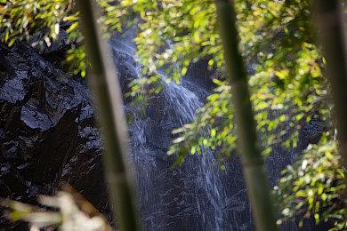 拍照+换装！《皮克敏4》将于11月推出大型更新